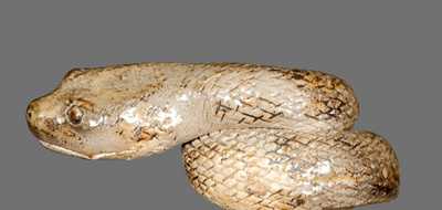 Very Rare Hand-Modeled Stoneware Snake Jug Stopper, Anna Pottery, circa 1880