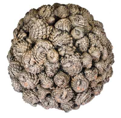 Extremely Rare Morgantown, WV Stoneware Molded Pine Cone Hanging Flowerpot