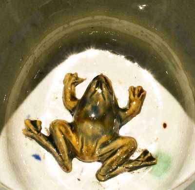 Exceptional John L. Rue & Co., South Amboy, NJ Multi-Colored Rockingham Glazed Frog Pitcher