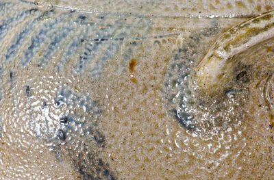 Six-Gallon S. BELL & SON / STRASBURG, VA Stoneware Jar w/ Cobalt Floral Decoration